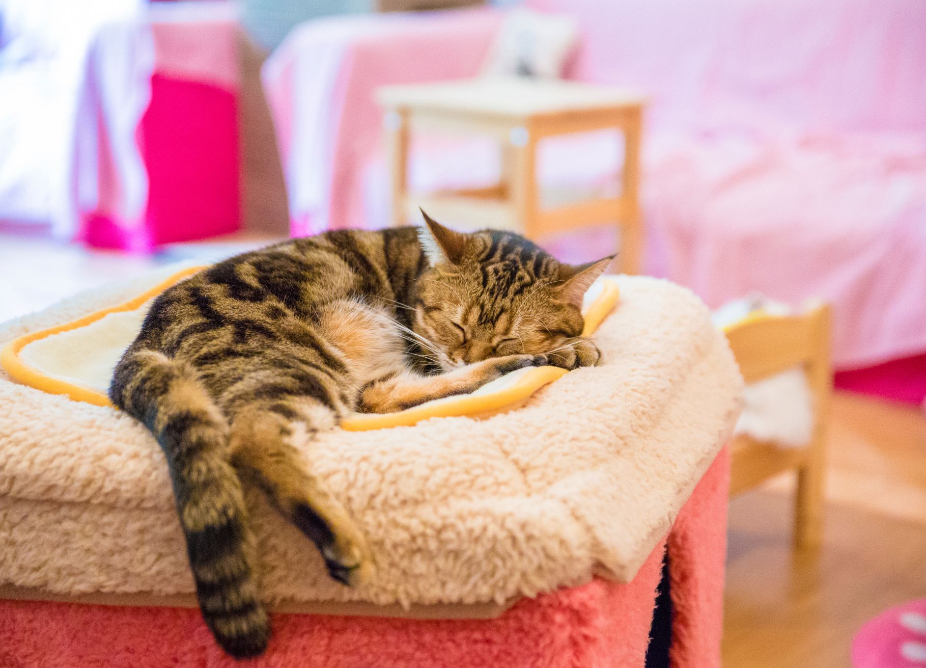 kattencafé japan